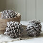 Large White Washed Pinecone, thumbnail 1 of 4