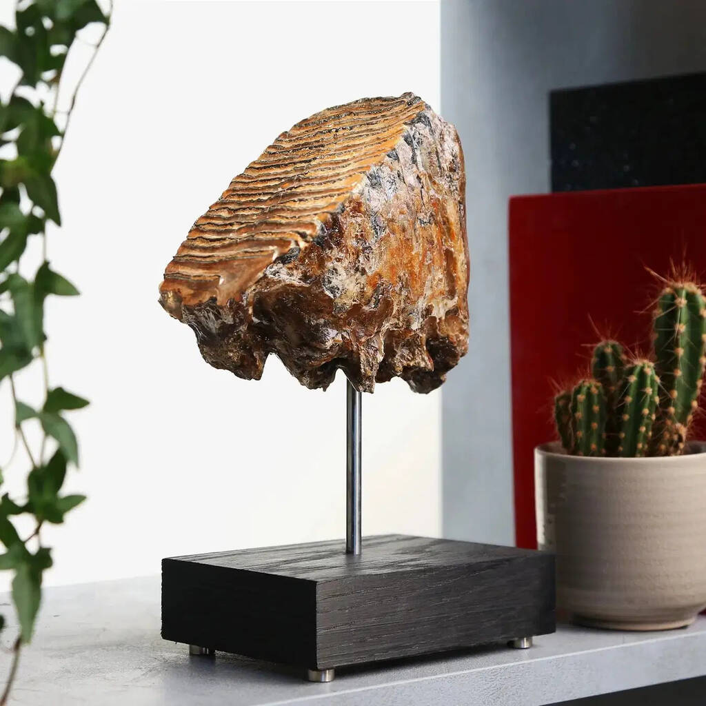 Woolly Mammoth Tooth With Ridge Authentic Fossil Stand, 1 of 1