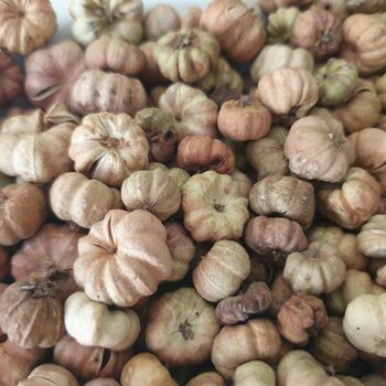 Dried Baby Pumpkin Autumn Potpourri Home Decoration Scented With Pumpkin Spice, 10 of 10