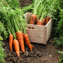 Carrot 'Chantenay' Six X Plug Plant Pack, thumbnail 1 of 6