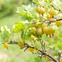 Gooseberry Plants, 'Invicta' In Two Litre Pots, thumbnail 2 of 4