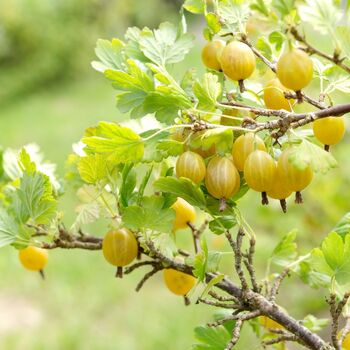 Gooseberry Plants, 'Invicta' In Two Litre Pots, 2 of 4