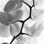 White Orchid Ii, Black And White, Art Print, thumbnail 3 of 7
