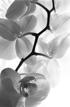 White Orchid Ii, Black And White, Art Print, 3 of 7