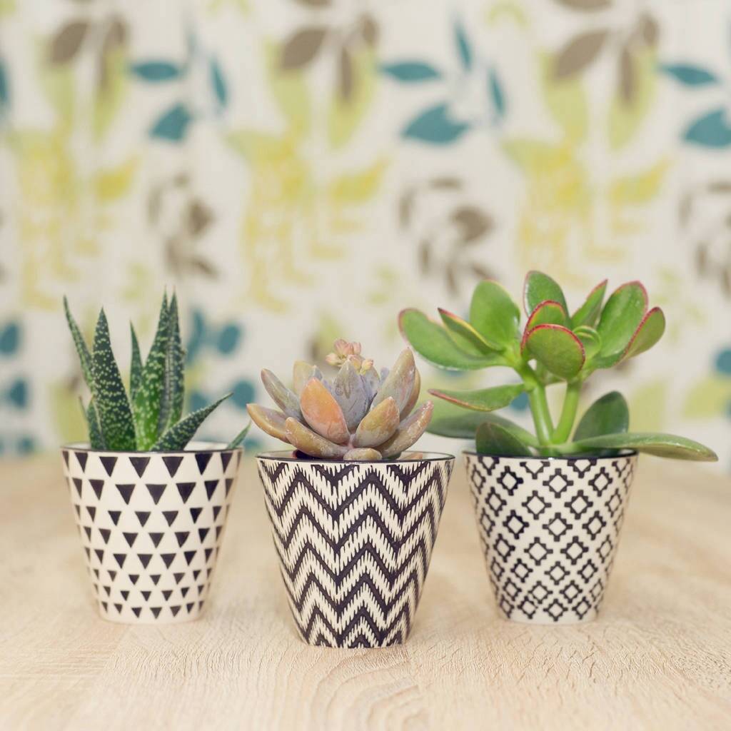 Set Of Three Mini Plant Pot With Choice Of Plants By DingaDing