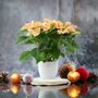 Marble Poinsettia Gift In White Ceramic Pot – 13cm – Free Standard Gift Wrap, thumbnail 1 of 3