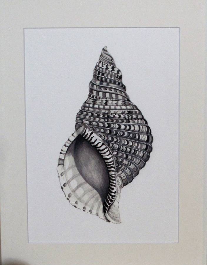 framed limited edition triton shell giclee print by edwina cooper ...