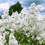 Lilac Syringa Monique Lemoine One Plant, One Litre Pot, thumbnail 1 of 5