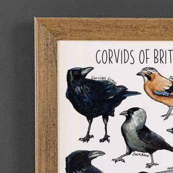 Corvids Of Britain Wildlife Watercolour Print, 2 of 6