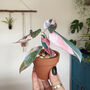 Mini Philodendron Pink Princess Potted Paper Plant, thumbnail 4 of 6
