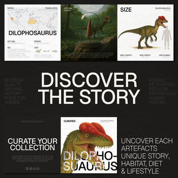 Dilophosaurus 3D Replica Dinosaur Skull Model, 3 of 4