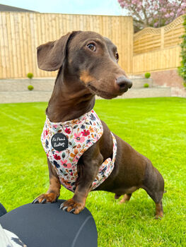 Little Enchanted Meadows Floral Dog Harness, 11 of 11