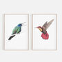 Ruby Topaz Hummingbird Giclée Art Print, thumbnail 4 of 4