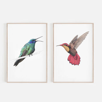 Ruby Topaz Hummingbird Giclée Art Print, 4 of 4