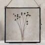 Antique Pressed Flower Frame: Black Daisy Large, thumbnail 3 of 7