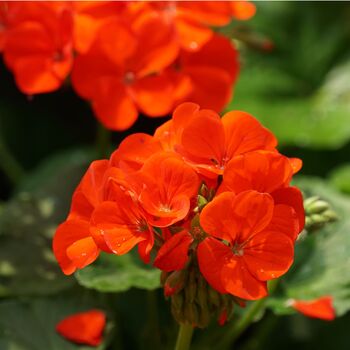 Flowering Plants Geranium 'Orange' 20 Large Plants, 5 of 5