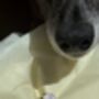 Pet Print Ring Kit, thumbnail 4 of 6