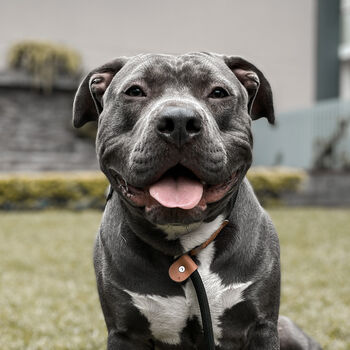 Staffordshire Bull Terrier Notebook, 5 of 7