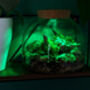 Diy Multicoloured LED Light Up Mini Dome Terrarium Kit, thumbnail 4 of 11