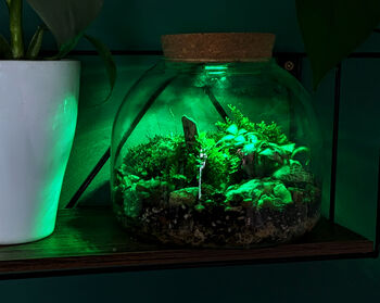 Diy Multicoloured LED Light Up Mini Dome Terrarium Kit, 4 of 11
