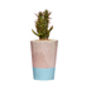 Concrete Pot Tall With Cactus/ Succulent In Baby Blue, thumbnail 2 of 3