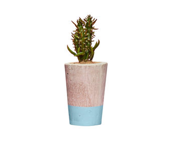 Concrete Pot Tall With Cactus/ Succulent In Baby Blue, 2 of 3