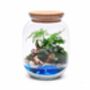 Beach Themed Terrarium Kit | 'Dominica', thumbnail 9 of 12