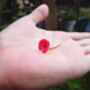 Poppy Bracelet | Sterling Silver Oval Links Bracelet With Real Flowers, thumbnail 6 of 8