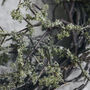 Wild Moss Wreath, thumbnail 4 of 4