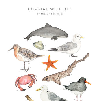 Seashore Wildlife Print Unframed, 4 of 5