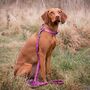 Check Her Out Dog Collar, thumbnail 5 of 6