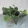 Ceramic Planter And Plant, Perfect Wedding Gift, thumbnail 10 of 12