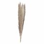 Pampas Grass Stems 90 Cm Bleached Or Natural, thumbnail 5 of 5