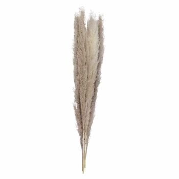 Pampas Grass Stems 90 Cm Bleached Or Natural, 5 of 5