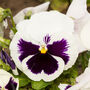 Flowers Pansy 'White Blotch' Six X Plant Pack, thumbnail 6 of 6
