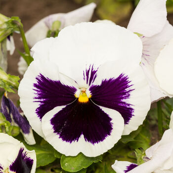 Flowers Pansy 'White Blotch' Six X Plant Pack, 6 of 6