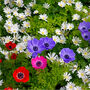 Spring Bulbs Anemone De Caen 24 X Bulb Pack, thumbnail 4 of 6