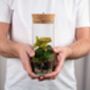 Closed Ready Made Terrarium | 'Seville', thumbnail 1 of 6