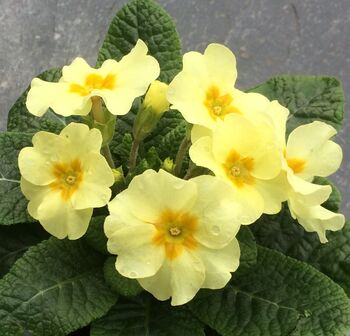 Yellow Primrose February Birth Flower Drop Earrings, 4 of 5