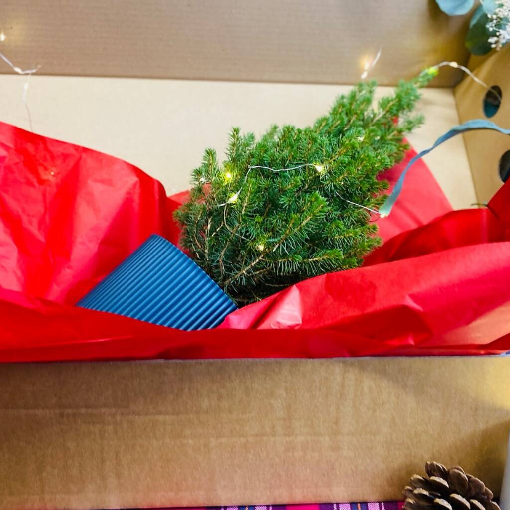 Real Christmas Tree Gift Set, 1 of 5