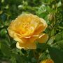 Floribunda Rose 'Absolutely Fabulous' One X Bare Root, thumbnail 2 of 5