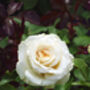 Rose David's Star, Personalised Named Rose Gift, thumbnail 2 of 2