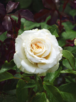 Rose David's Star, Personalised Named Rose Gift, 2 of 2