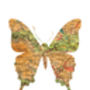 Personalised Butterfly Map Print, thumbnail 4 of 5