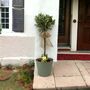 Olive Tree In Green Pail – 50 60cm Mediterranean Patio Plant, thumbnail 1 of 2