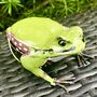 Green Frog Garden Ornament Art077, thumbnail 1 of 4
