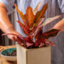 Houseplant Croton 'Excellent' 13cm Pot, thumbnail 1 of 2