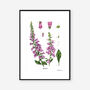 Foxglove White, Botanical Art Print, thumbnail 2 of 2