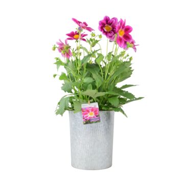 Dahlia Summer Bees Purple Bee Friendly Plant, 4 of 5