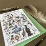 Water Birds Of Britain Greeting Card, thumbnail 6 of 12